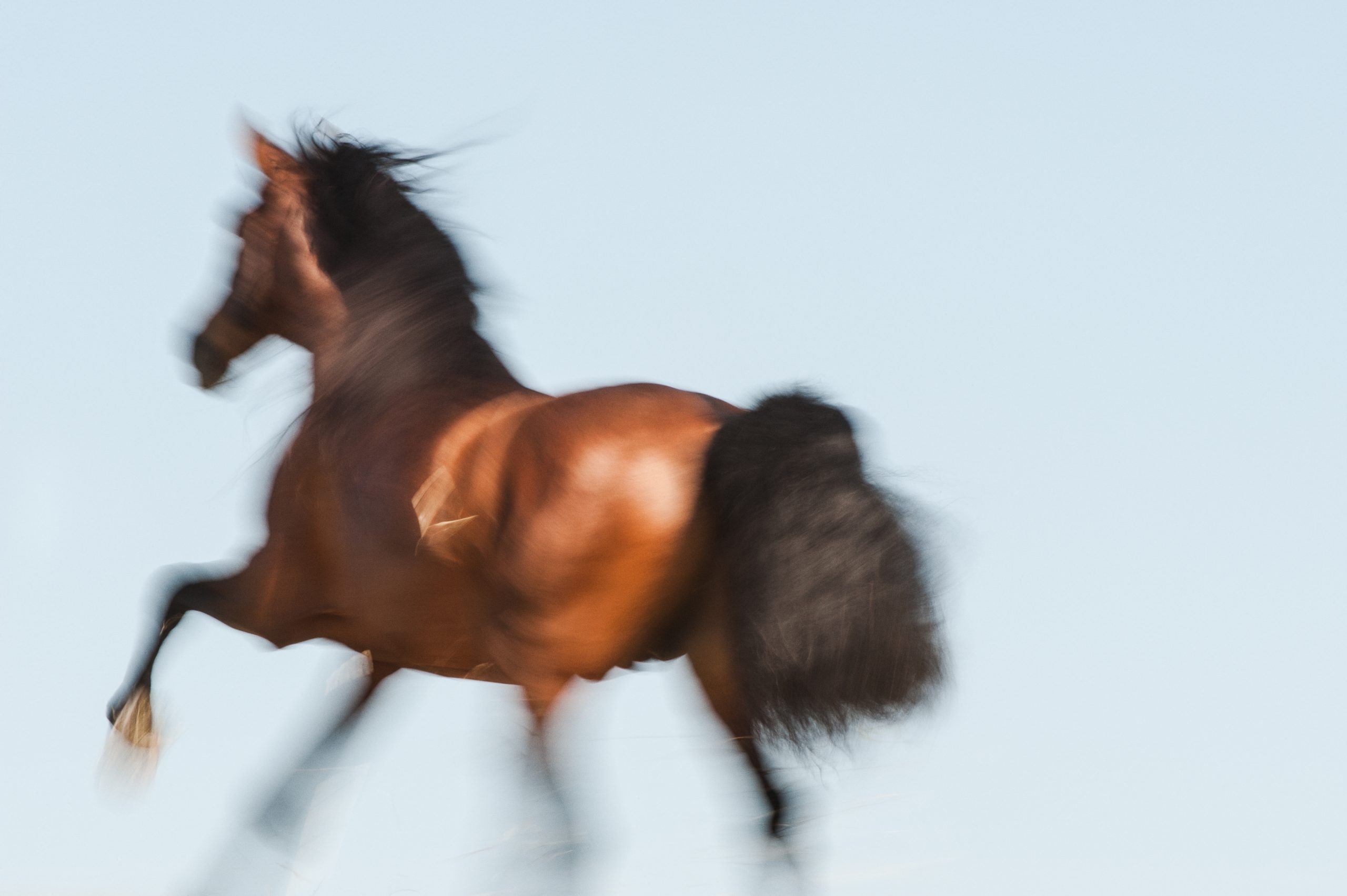 slow shutter speed galloping horse